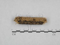 絲齒菌屬藏品圖，第4張