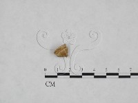 多年臥孔菌屬藏品圖，第1張