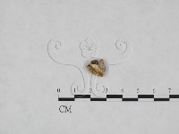 多年臥孔菌屬藏品圖，第3張