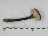 靈芝屬藏品圖，第3張