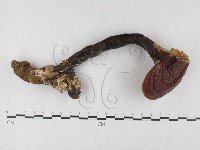 登錄號:F0025169藏品圖，第1張