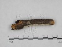 登錄號:F0025170藏品圖，第4張