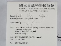 靈芝屬藏品圖，第2張