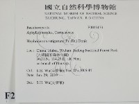剛毛絲皮菌藏品圖，第2張