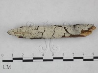 剛毛絲皮菌藏品圖，第1張