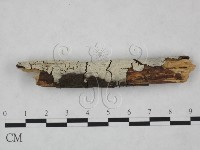 剛毛絲皮菌藏品圖，第3張