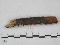 剛毛絲皮菌藏品圖，第4張