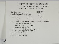 附毛菌屬藏品圖，第2張