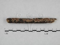 附毛菌屬藏品圖，第3張