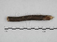 附毛菌屬藏品圖，第4張