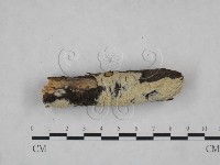 登錄號:F0025176藏品圖，第4張