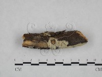 登錄號:F0025176藏品圖，第5張