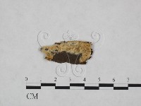 寡孔菌屬藏品圖，第1張