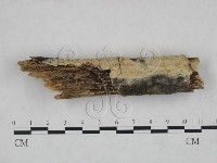 絲皮菌屬藏品圖，第1張
