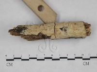 絲皮菌屬藏品圖，第3張
