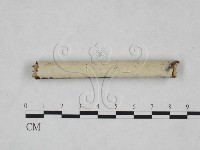 剛毛絲皮菌藏品圖，第1張