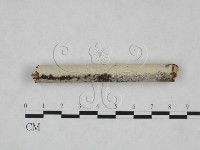 剛毛絲皮菌藏品圖，第3張