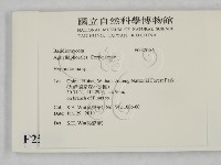 絲齒菌屬藏品圖，第2張