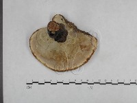 靈芝屬藏品圖，第3張