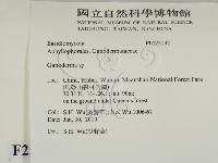 靈芝屬藏品圖，第2張