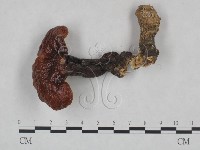 靈芝屬藏品圖，第3張