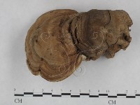 登錄號:F0025193藏品圖，第1張