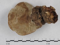 登錄號:F0025193藏品圖，第3張