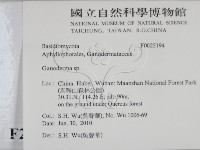 靈芝屬藏品圖，第2張