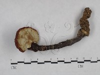 靈芝屬藏品圖，第1張