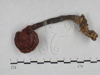 靈芝屬藏品圖，第3張