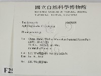 顯絲菌屬藏品圖，第2張
