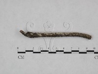 顯絲菌屬藏品圖，第4張