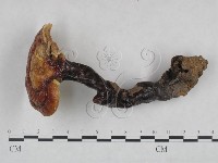 靈芝屬藏品圖，第1張