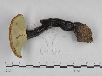 靈芝屬藏品圖，第3張