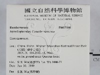 靈芝屬藏品圖，第2張