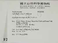 剛毛絲皮菌藏品圖，第2張