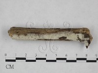 剛毛絲皮菌藏品圖，第4張