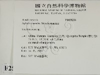 齒耳菌屬藏品圖，第2張