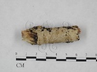 齒耳菌屬藏品圖，第1張