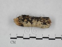 齒耳菌屬藏品圖，第4張