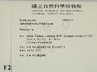 多孔菌屬藏品圖，第2張
