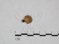 多孔菌屬藏品圖，第1張