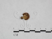 多孔菌屬藏品圖，第3張