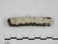 剛毛絲皮菌藏品圖，第1張