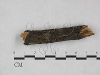 登錄號:F0025219藏品圖，第1張