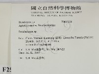 齒耳菌屬藏品圖，第2張