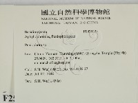 筍殼菌屬藏品圖，第2張