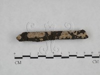 筍殼菌屬藏品圖，第3張