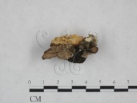 登錄號:F0025227藏品圖，第3張