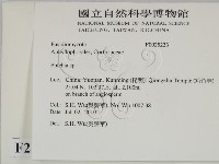 射脈菌屬藏品圖，第2張